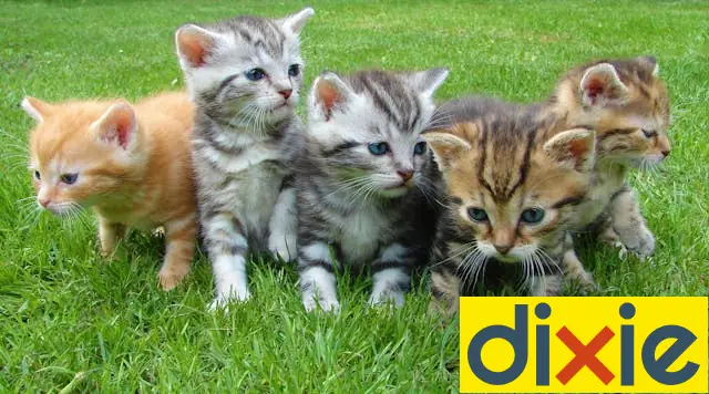 dixie-sicilia dixie sicilia